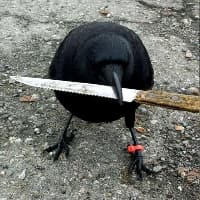 crow with knife (CAW)